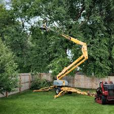 How Our Tree Care Process Works  in  Daly City, CA